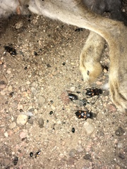 Nicrophorus carolina