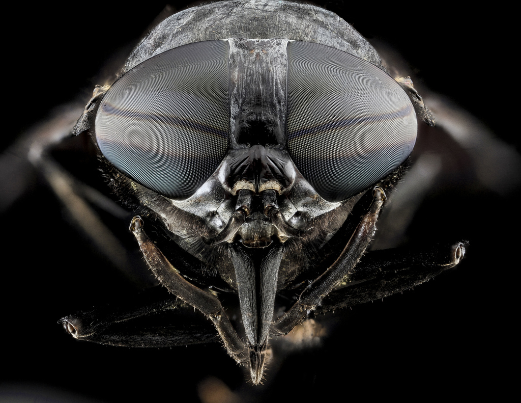 Black Horse Fly