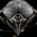 Nautapaarmat - Photo Oikeuksia ei pidätetä, lähettänyt USGS Bee Inventory and Monitoring Lab
