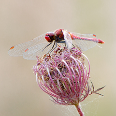 Sympetrum sanguineum