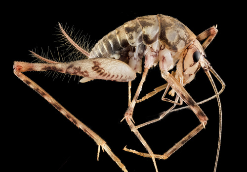 Tachycines asynamorus