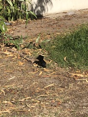 Rhipidura leucophrys