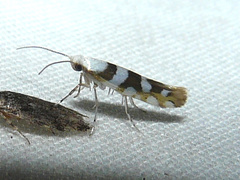 Argyresthia calliphanes