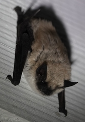 Myotis ciliolabrum