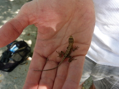 Anolis tropidonotus