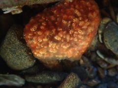 Aplidium benhami