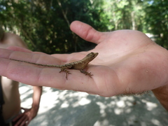 Anolis tropidonotus