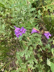 Penstemon davidsonii