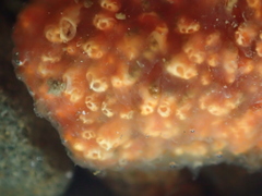 Aplidium benhami