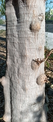 Sapium macrocarpum