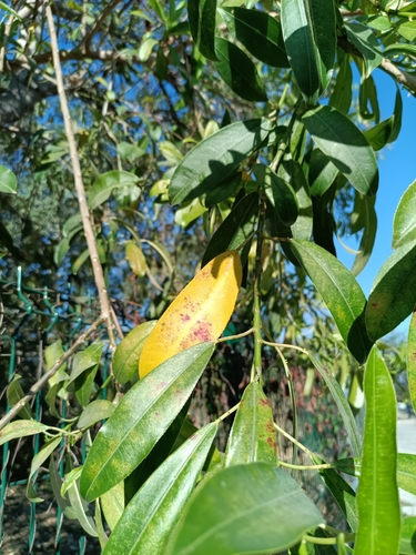 Sapium macrocarpum, photograph 2