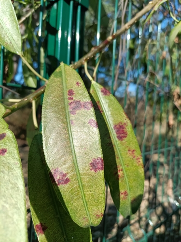 Sapium macrocarpum, photograph 3