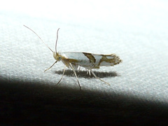 Argyresthia oreasella