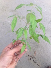Cornus capitata