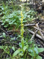 Platanthera tescamnis