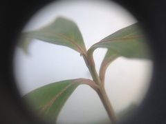Cornus capitata