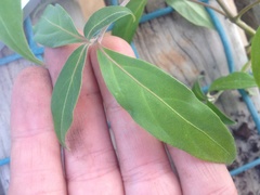 Cornus capitata