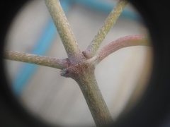 Cornus capitata