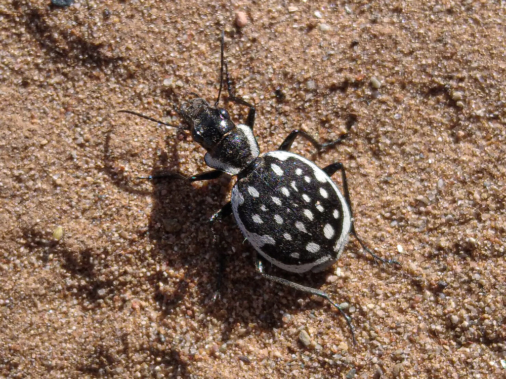 Graphipterus peletieri