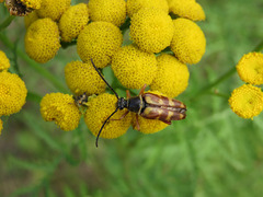 Typocerus velutinus