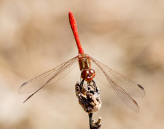 Sympetrum sanguineum