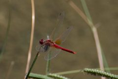 Sympetrum fonscolombii