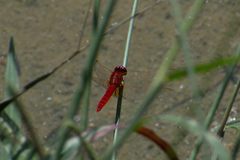 Crocothemis erythraea