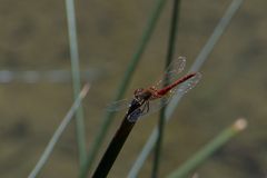 Sympetrum fonscolombii