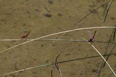 Sympetrum fonscolombii