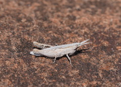 Goniaeoidea
