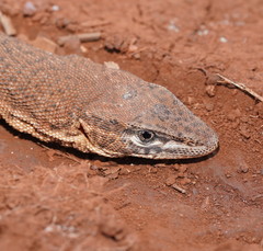 Varanus storri