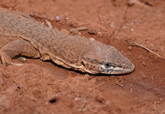 Varanus storri