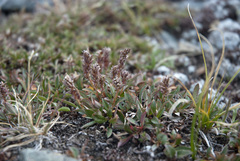 Salix cascadensis