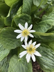 Caltha chionophila