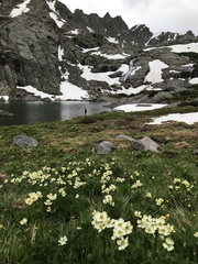 Anemonastrum zephyrum