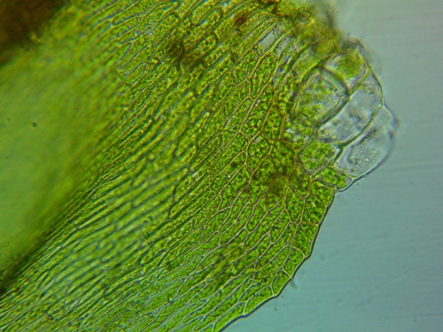 Sematophyllum adnatum observed 2025-03-22
