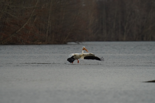American White Pelican photographed in Ohio