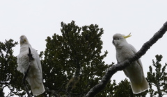 Cacatua galerita galerita