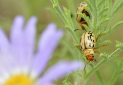 Zygogramma conjuncta pallida