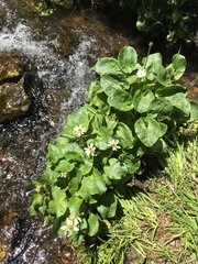Caltha chionophila