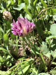 Trifolium parryi