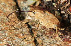 Curculio dentipes