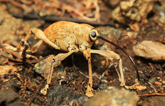 Curculio dentipes