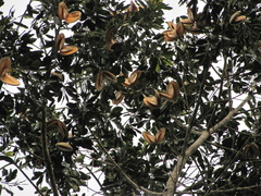 Aspidosperma cruentum