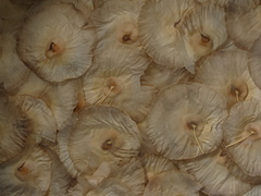 Aspidosperma cruentum