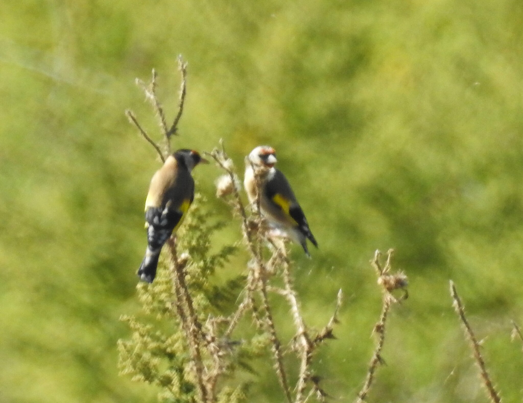 European Goldfinch