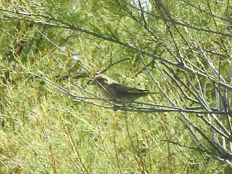 European Greenfinch