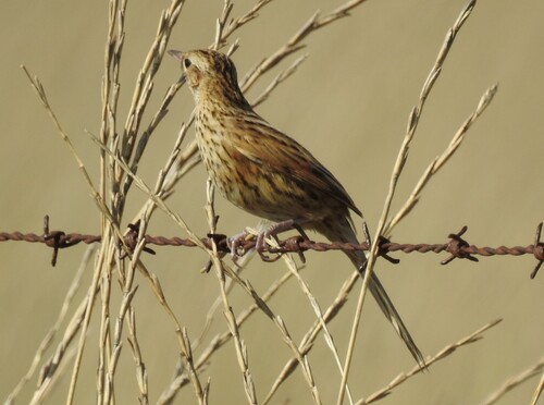 Hudson's Canastero (Asthenes hudsoni), photo 6