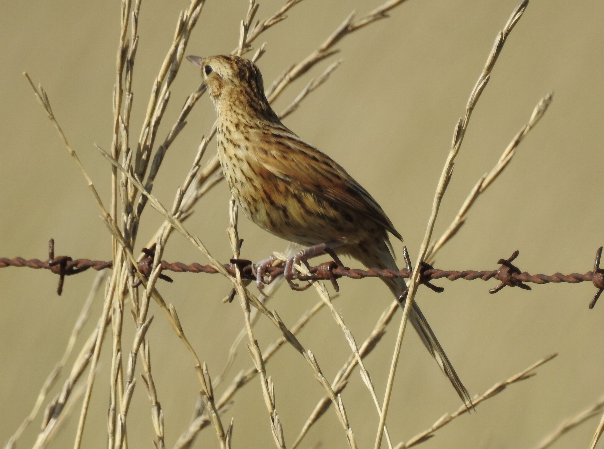 Hudson's Canastero (Asthenes hudsoni), photo 4