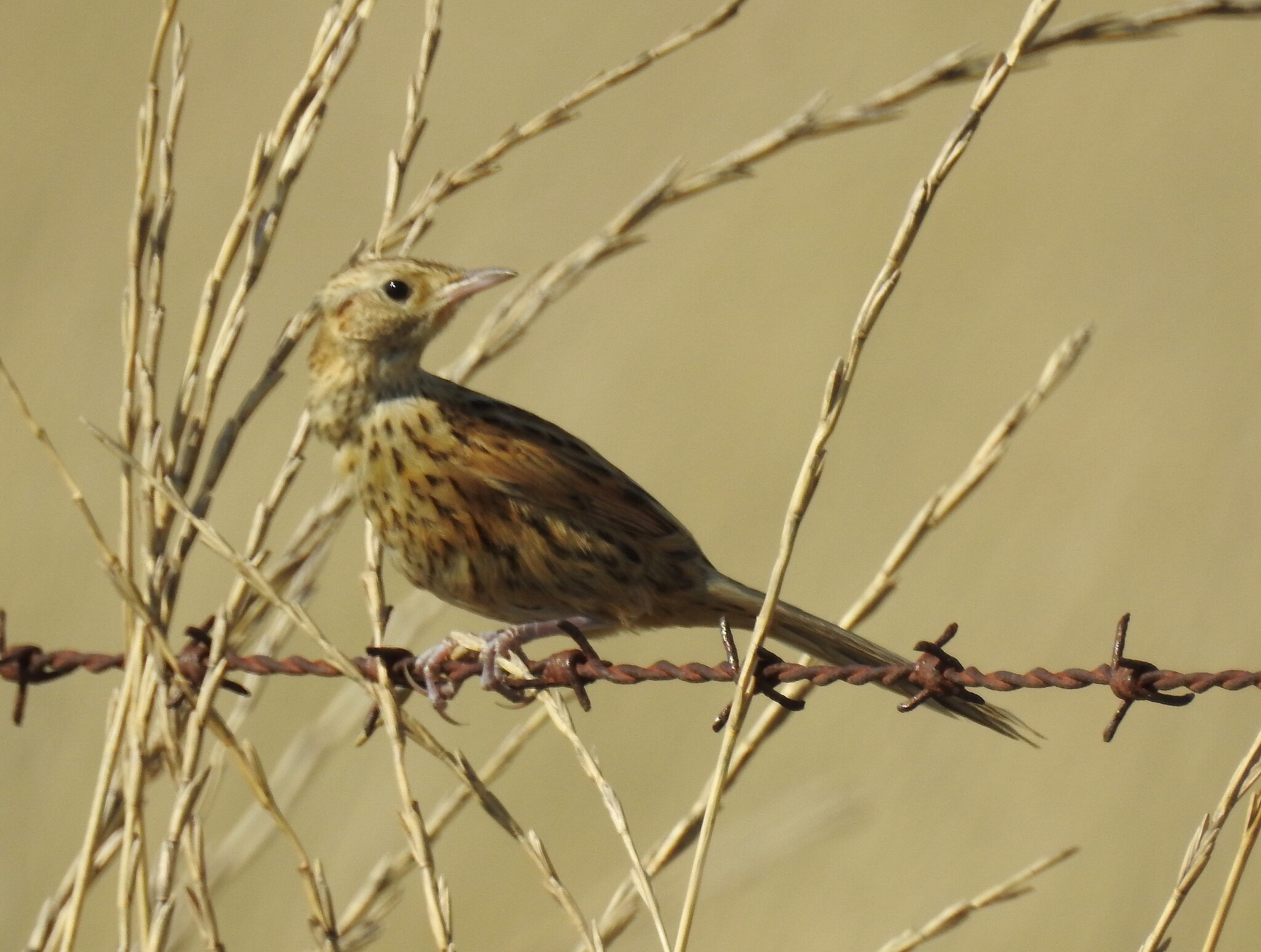 Hudson's Canastero (Asthenes hudsoni), photo 5